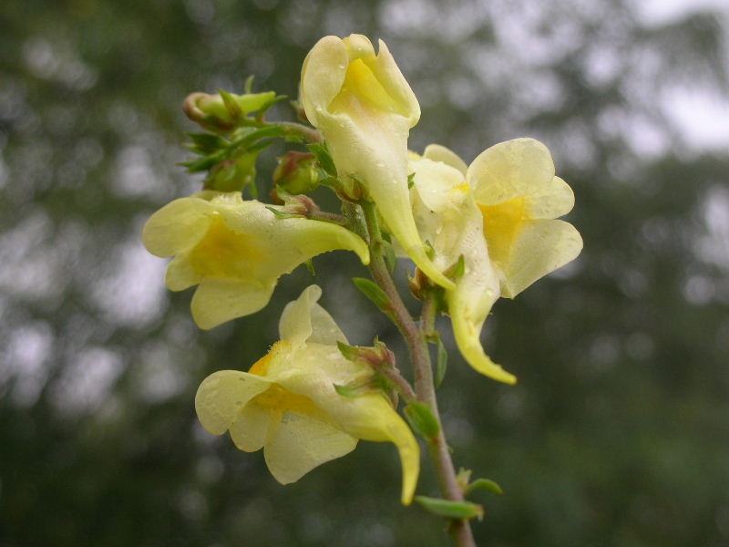 Linaria vulgaris / Linajola comune